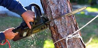 Best Tree Health Inspection  in Basile, LA